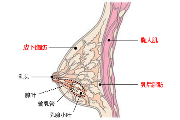乳房结构.png